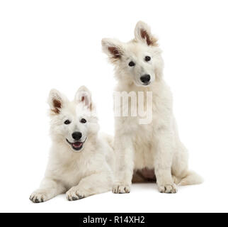 Due Pastore Svizzero cuccioli di cane seduto o disteso Foto Stock