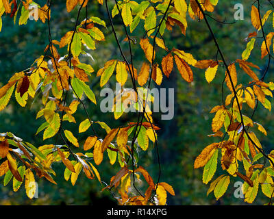 Sweet Chestnut Castanea sativa le foglie in autunno Foto Stock