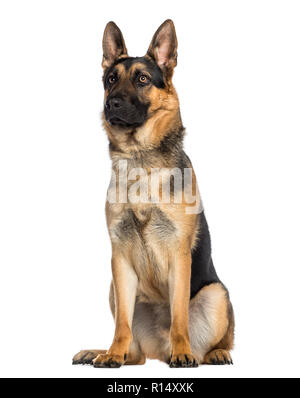 Pastore Tedesco Dog sitter (1 anno) Foto Stock