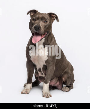American Staffordshire terrier seduta Foto Stock