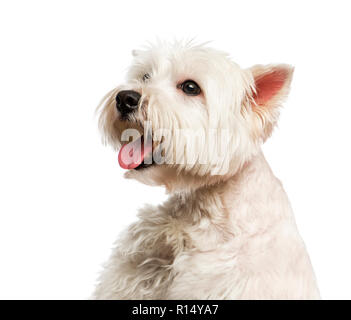 Close-up di Maltese Foto Stock