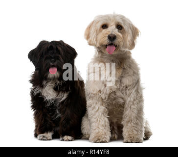 Tibetan Terrier e il cucciolo di fronte a uno sfondo bianco Foto Stock