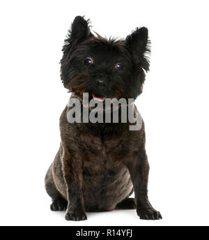 Vecchia tenda Cairn Terrier (12 anni) di fronte a uno sfondo bianco Foto Stock