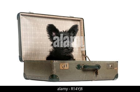 Skye Terrier cucciolo seduto in una valigia di fronte a uno sfondo bianco Foto Stock