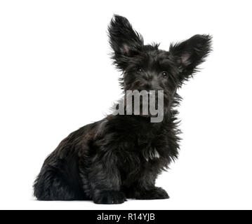 Skye Terrier cucciolo seduto davanti a uno sfondo bianco Foto Stock