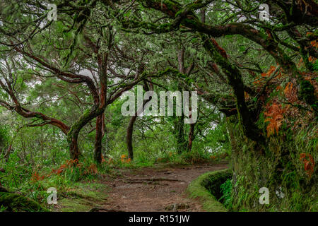 Wanderweg, Rabacal-Tal, Zentralgebirge, Madeira, Portogallo Foto Stock