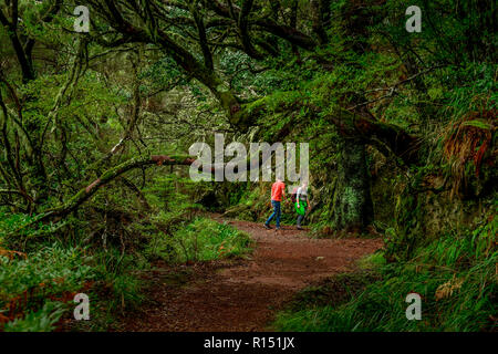 Wanderweg, Rabacal-Tal, Zentralgebirge, Madeira, Portogallo Foto Stock