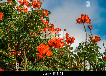 Afrikanischer Tulpenbaum (Spathodea campanulata), Madeira, Portogallo Foto Stock