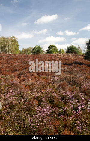 Appassiti heather dovuta a calda estate secca, Maasduinen National Park, il Limburgo, Paesi Bassi Foto Stock