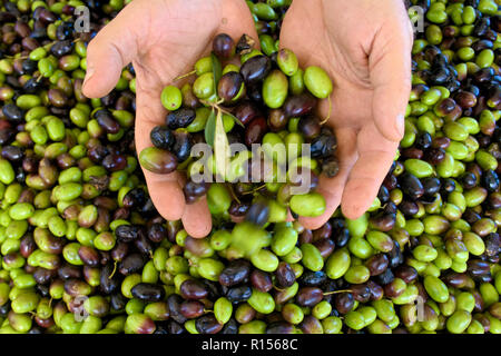 Verde e olive nere sono pronte per essere elaborate presso il mulino per ottenere l'olio d'oliva nelle mani dell'agricoltore Foto Stock