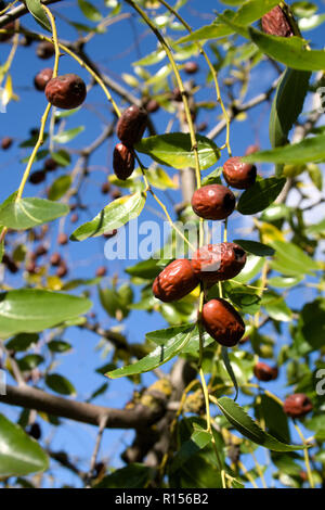 Wild jujube frutto o drupa latino Ziziphus jujuba maturazione su una boccola o albero Foto Stock