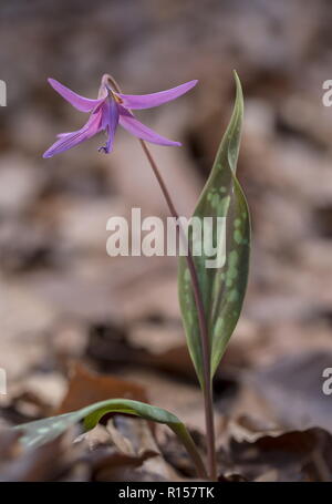 Dog-dente-viola, Erythronium dens-canis in fiore in legno di faggio montane, Croazia. Foto Stock