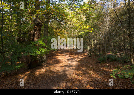 Bosco autunnale a Alderley Edge, Cheshire, Inghilterra. Foto Stock