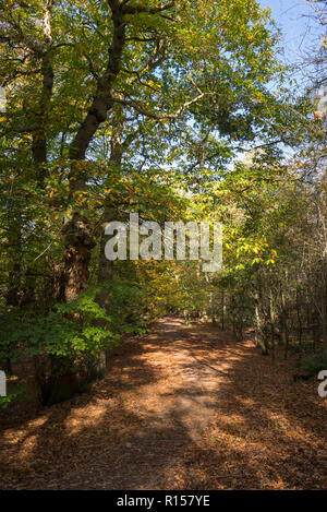 Bosco autunnale a Alderley Edge, Cheshire, Inghilterra. Foto Stock