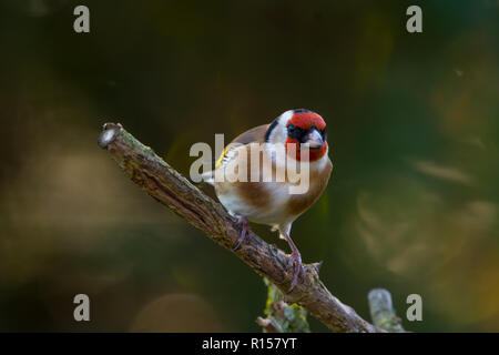 Oro Finch in piedi su un ramo marrone in autunno in un giardino Foto Stock