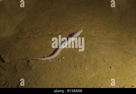 Olm, Proteus anguinus, una grotta acquatica-abitazione salamander nella grotta di Baredine, Croazia. Foto Stock