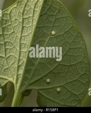 Un olandese il tubo, Aristolochia pallida, con festone meridionale le uova. La Croazia. Foto Stock