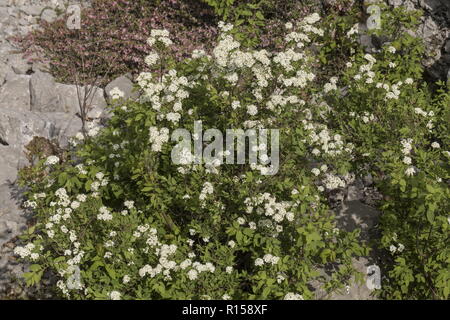 Elm-lasciava Spiraea, Spiraea ulmifolia, in fiore sul monte Biokovo, Croazia. Foto Stock