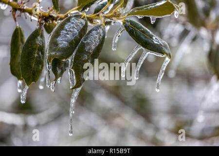 Icy rami durante un inverno tempesta di ghiaccio Foto Stock