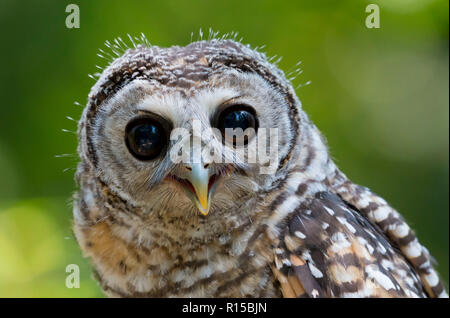 Ritratto di un adolescente Chaco Allocco (Strix chacoensis) Foto Stock