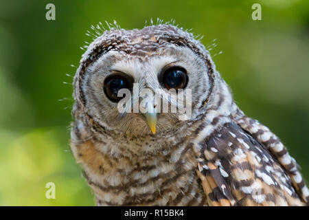 Ritratto di un adolescente Chaco Allocco (Strix chacoensis) Foto Stock