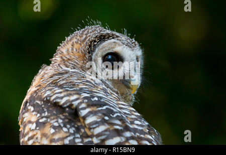 Ritratto di un adolescente Chaco Allocco (Strix chacoensis) Foto Stock