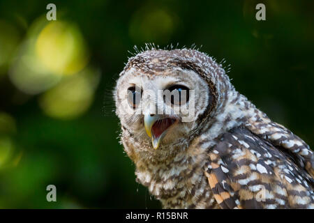 Ritratto di un adolescente Chaco Allocco (Strix chacoensis) Foto Stock