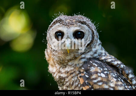 Ritratto di un adolescente Chaco Allocco (Strix chacoensis) Foto Stock