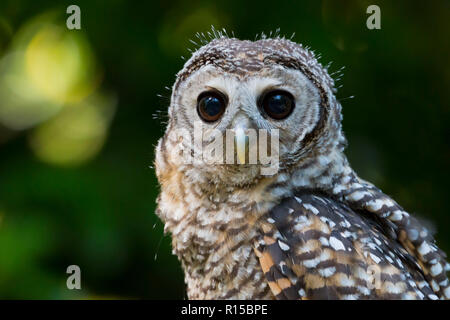 Ritratto di un adolescente Chaco Allocco (Strix chacoensis) Foto Stock