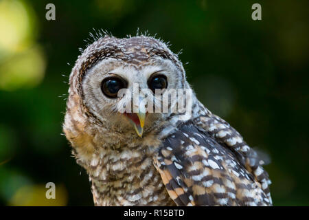 Ritratto di un adolescente Chaco Allocco (Strix chacoensis) Foto Stock