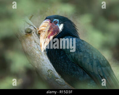 Blyth's Hornbill Rhyticeros plicatus femmina Foto Stock