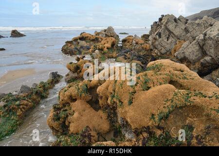 Worm a nido d'ape reef (Sabellaria alveolata) con tubi di cluster costruito di granelli di sabbia su massi, esposto a bassa marea, Duckpool Beach, Cornwall, Regno Unito Foto Stock