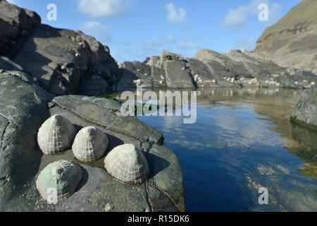 Le patelle comune (Patella vulgata) attaccata a rocce sfrangiare un rock pool esposta a bassa marea, Duckpool Beach, Cornwall, Regno Unito, Settembre. Foto Stock