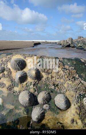 Le patelle comune (Patella vulgata) attaccato ad un intertidal boulder, esposti da una marea calante, Cornwall, Regno Unito, Settembre. Foto Stock