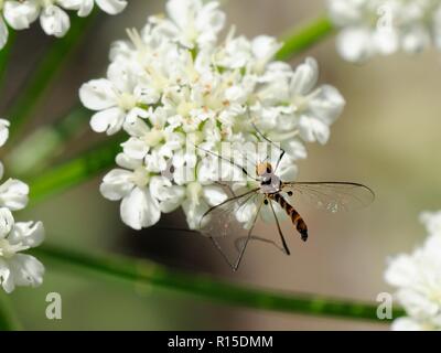 Net-winged midge (Apistomyia elegans), un raro insetto le cui larve si sviluppano in limpidi torrenti di montagna, alimentazione a ombrella streamside fiori, Corsica Foto Stock