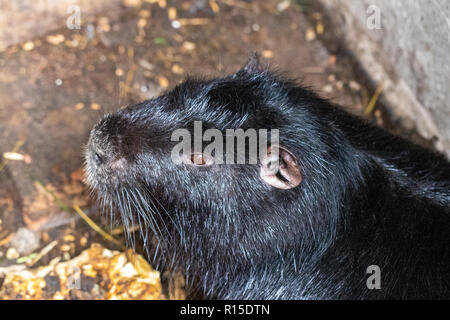 Nutria, Myocastor coypus seduto in una gabbia. Foto Stock