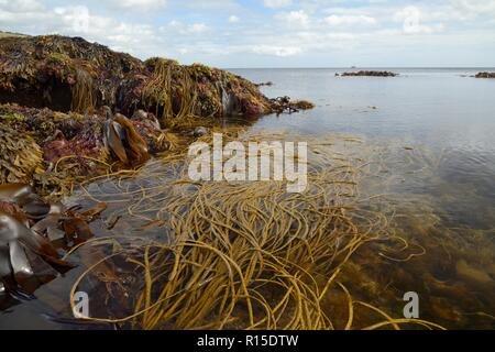 Thongweed (Himanthalia elongata), Tangleweed kelp (Laminaria digitata), wrack dentata (Fucus serratus) e Dulse (Palmaria palmata) a bassa marea, UK. Foto Stock