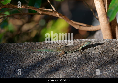 Comune di lucertola muraiola crogiolarsi sul pavimento in pietra. Isola portoghese di Madeira Foto Stock