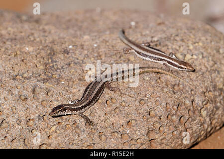 Due parete comune lucertole crogiolarsi sulla pietra. Isola portoghese di Madeira Foto Stock