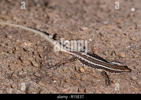 Close-up di comune lucertola muraiola crogiolarsi sulla pietra. Isola portoghese di Madeira Foto Stock