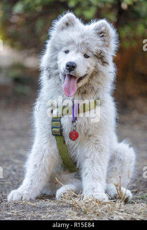 Samoiedo cane PUPPY FEMMINE prendendo una pausa. Foto Stock