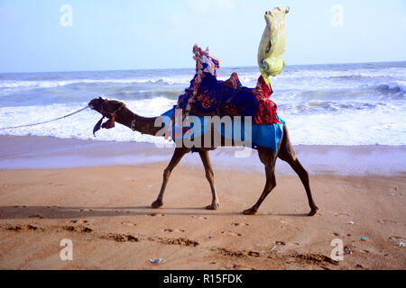 A dorso di cammello a Hawks Bay Beach in tempo soleggiato, Karachi, Pakistan Foto Stock