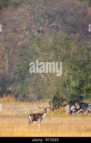 Daini (Dama Dama) su un prato nella protezione della natura Moenchbruch area vicino a Francoforte, Germania. Foto Stock