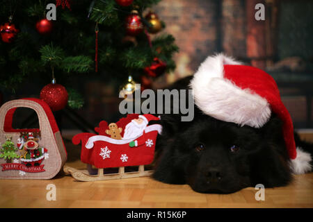Bella eurasier cane nero giacente dall'albero di Natale con Santa hat sulla testa. Foto Stock