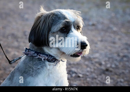 Grigio, marrone e bianco cane Foto Stock