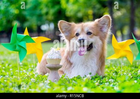 Compleanno off bella corgi fluffy sul prato verde e colorati bandiere di partito sullo sfondo Foto Stock