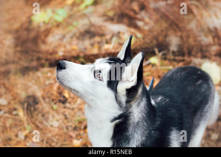 Husky cane ritratto in autunno park Foto Stock