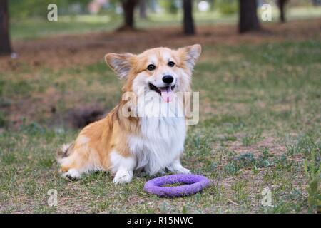 Corgi fluffy close up Verticale a outdoor Foto Stock