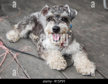 Lo Standard Schnauzer cane Foto Stock