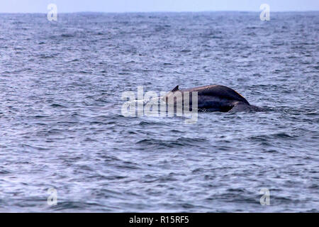 Una balena blu o Balaenoptera musculus in acqua Foto Stock